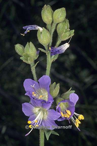 polemonium occidentale 3 graphic